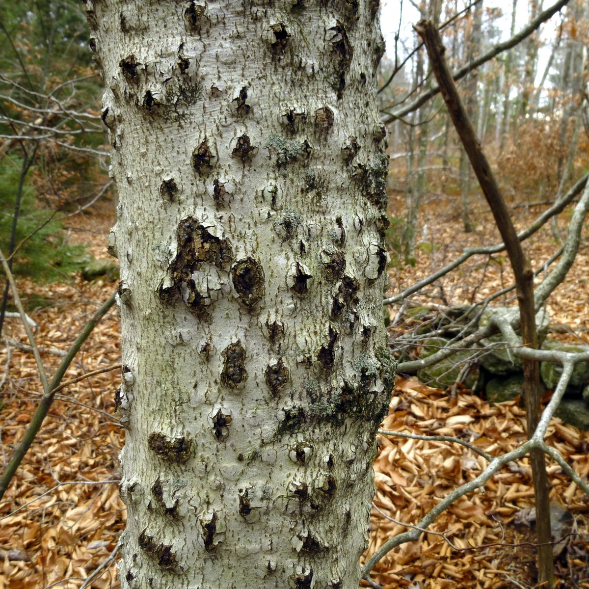 Beech_Bark_Scale_Disease_Pucker_Stock_Image