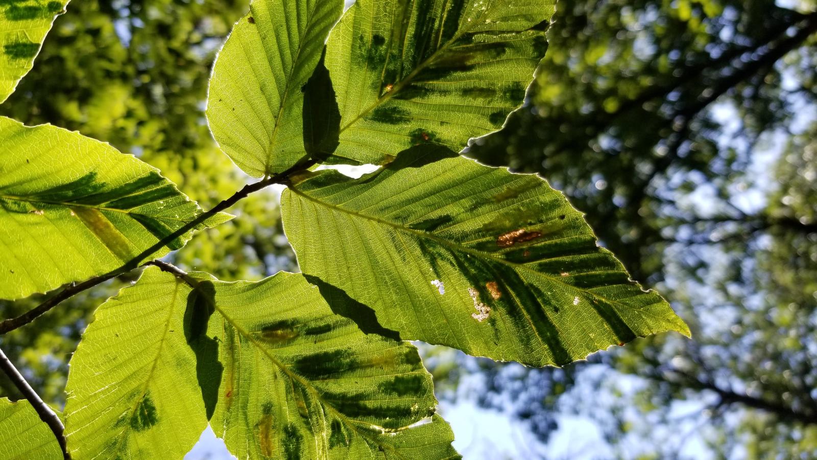 bldleafstriping